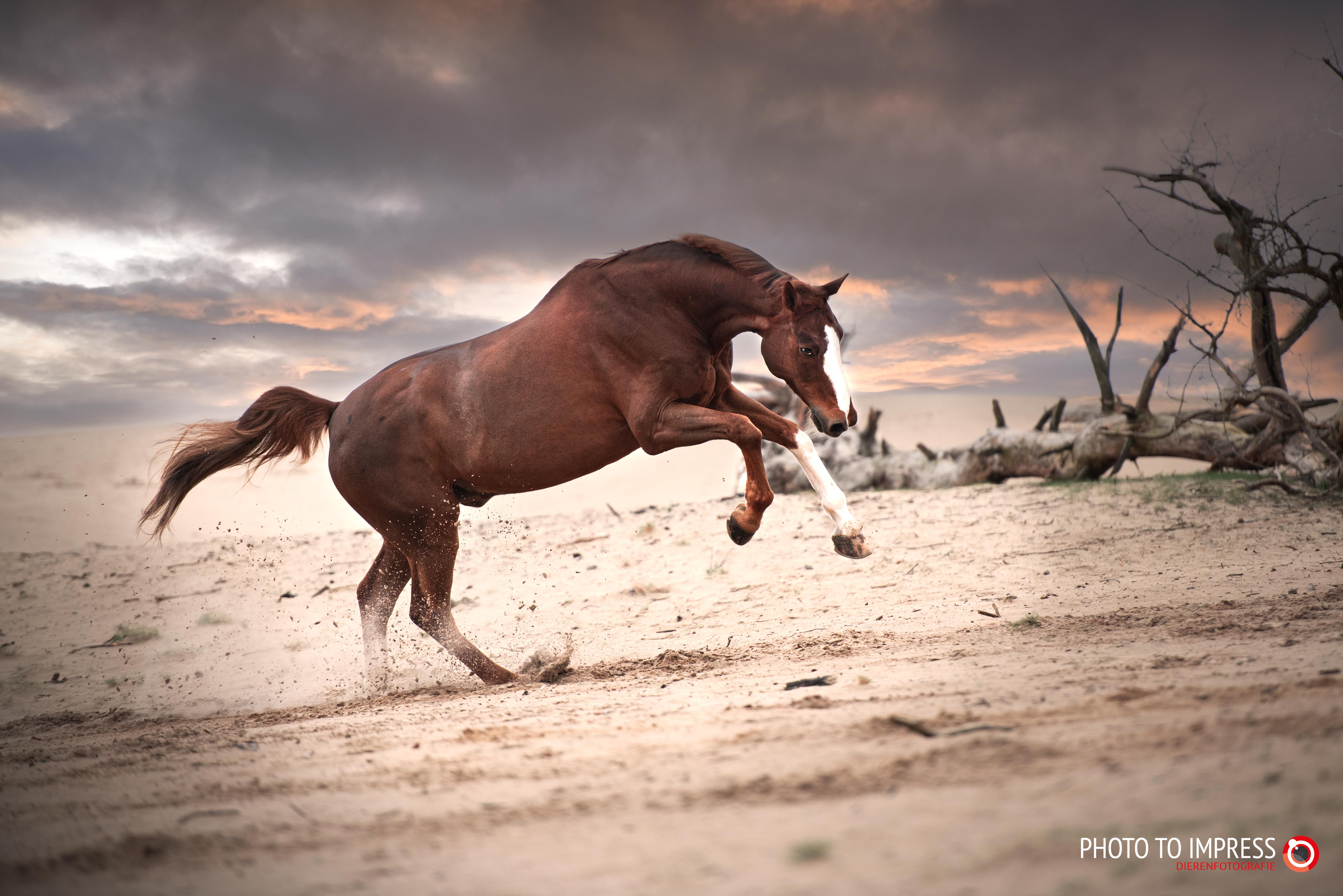 paardenfotograaf