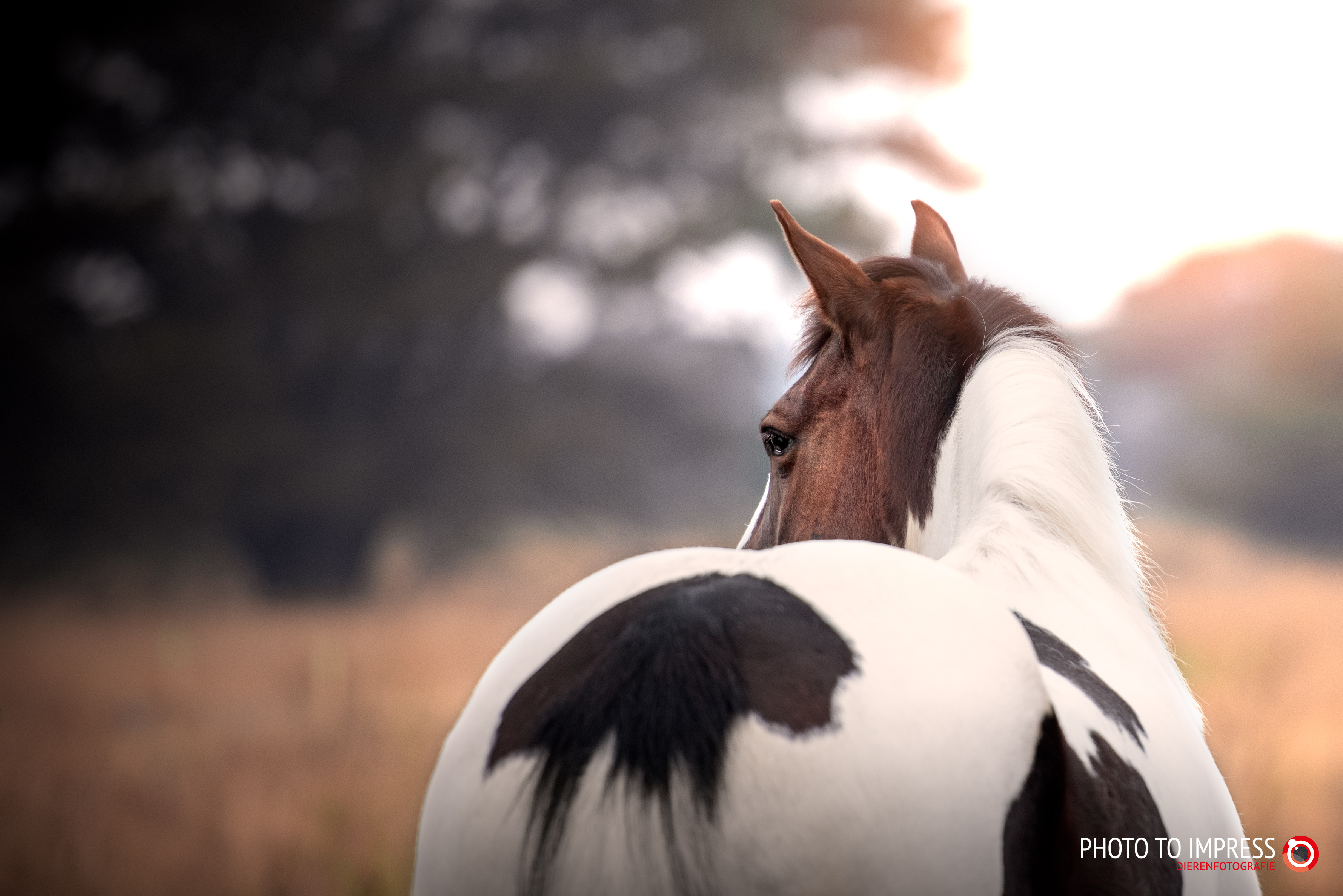 paardenfotografie