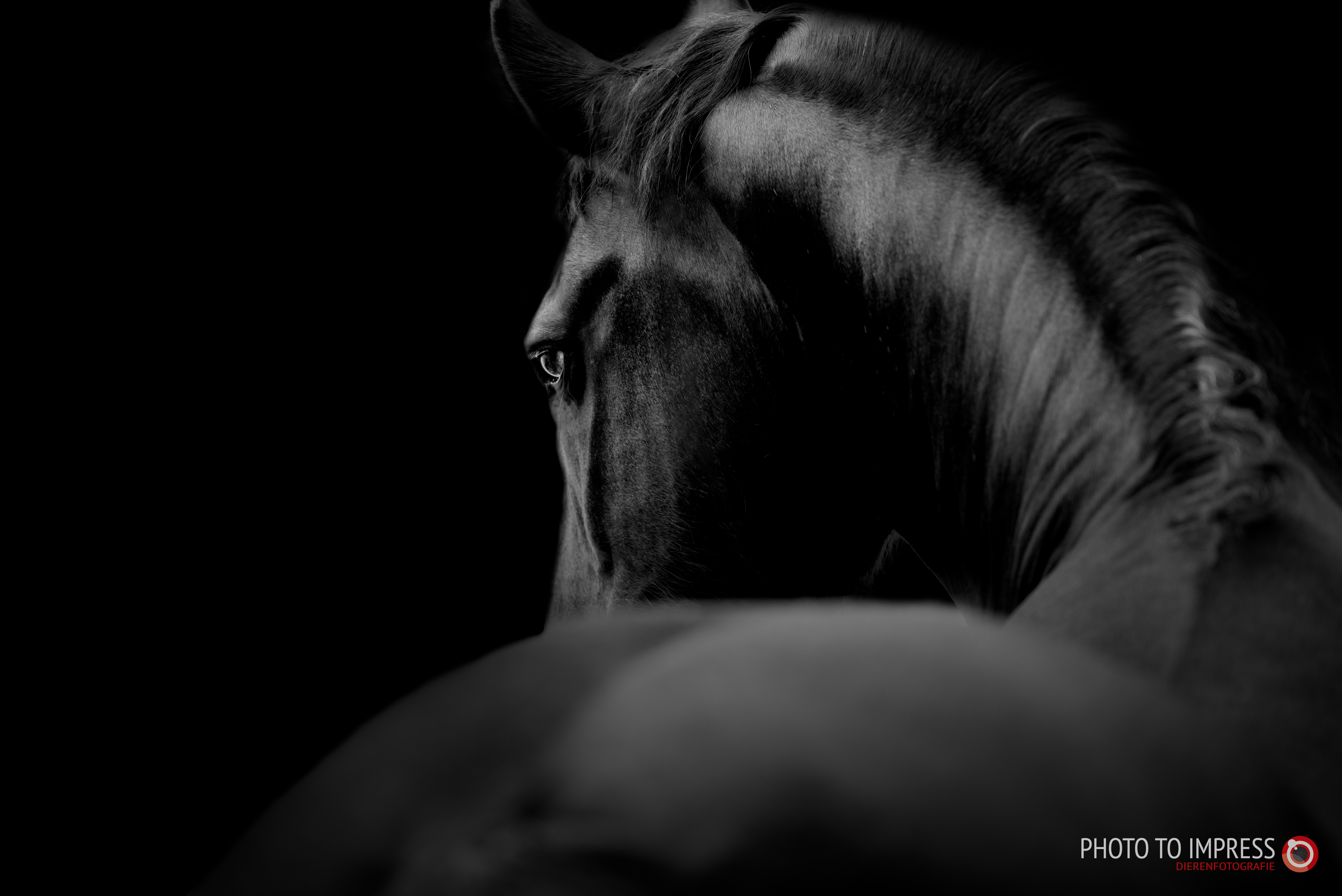paardenfotograaf, paardenfotografie
