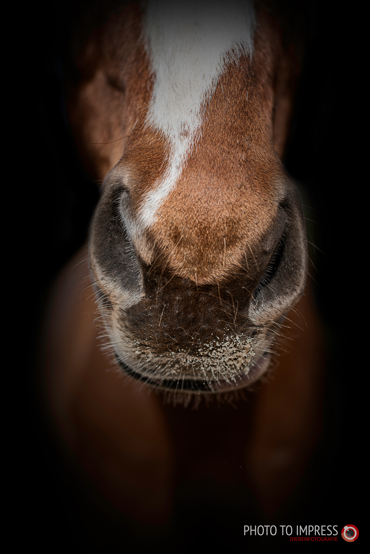 Paardenfotograaf borne