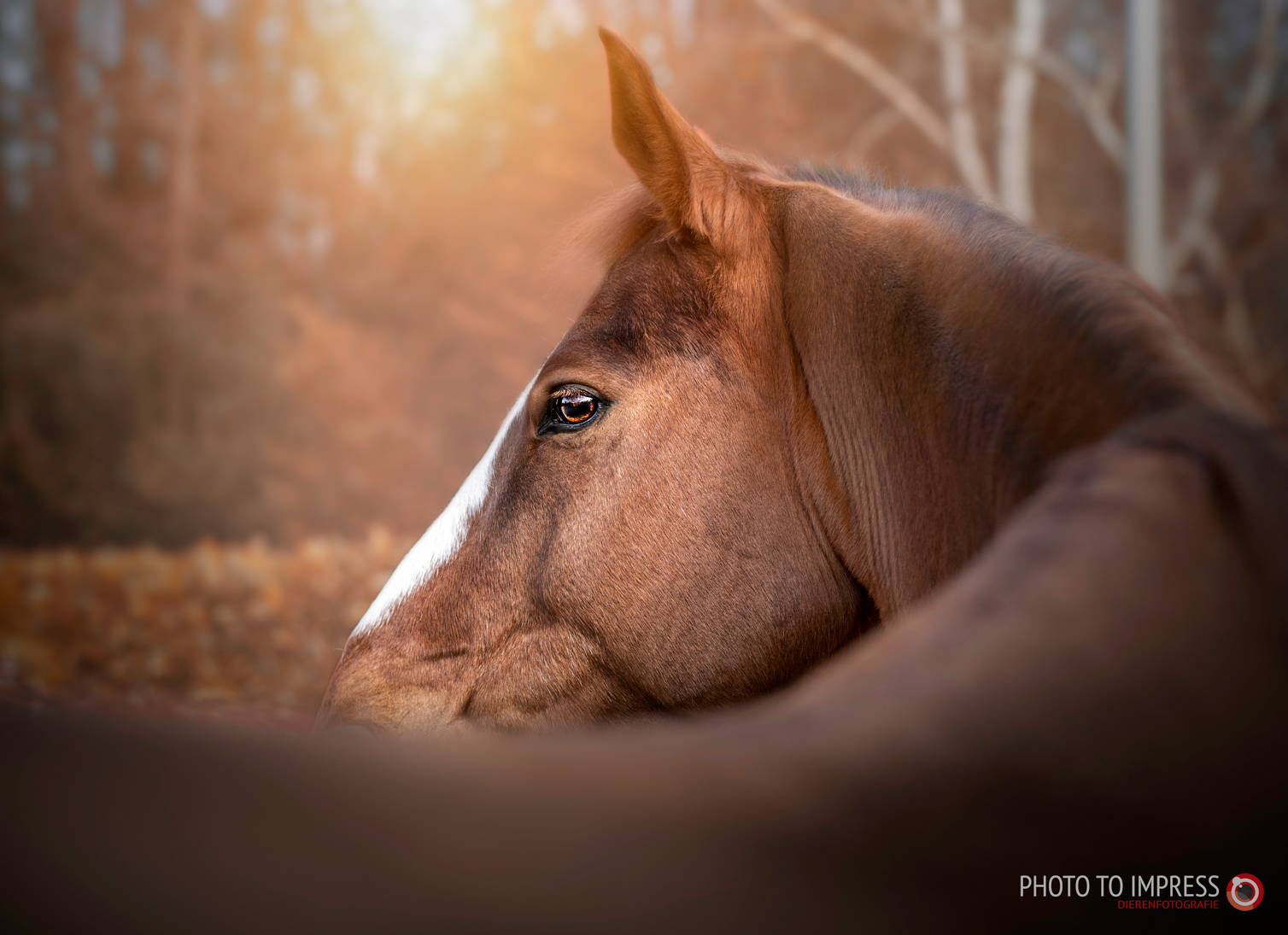 Paardenfotograaf borne